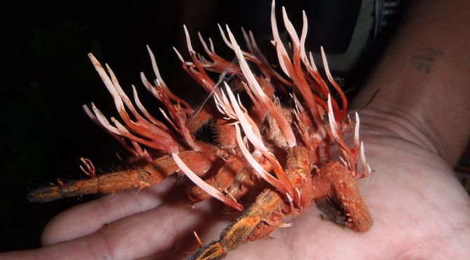 Mind-controlling fungus turns insects into zombies